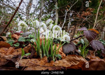Nahaufnahme eines Blütenklumpens aus doppelt blühenden Schneeglöckchen (Galanthus nivalis) in Blüte, nass mit Regentropfen, die in einem Garten in Surrey, SE England, wachsen Stockfoto