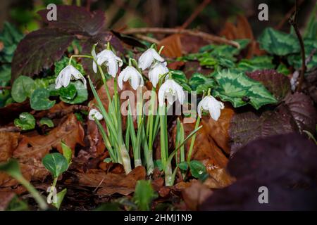 Nahaufnahme eines Blütenklumpens aus doppelt blühenden Schneeglöckchen (Galanthus nivalis) in Blüte, nass mit Regentropfen, die in einem Garten in Surrey, SE England, wachsen Stockfoto