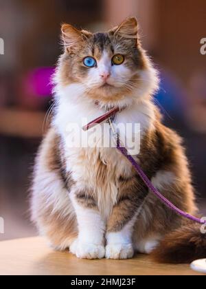 Schöne Hauskatze mit vollständiger Heterochromie, blauen und braunen Augen Stockfoto