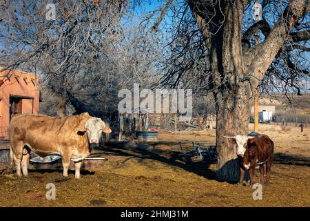 Rinder, die an einem Wintertag südöstlich von El Paso in einem ländlichen Hof in der Nähe von Clint, Texas, stehen. Stockfoto