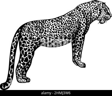 Leopard im Gravurstil isoliert auf weißem Hintergrund. Handgezeichnetes Wildtier. Gepard mit Vintage-Skizze. Raubtier mit tropischem Druck. Vektorgrafik i Stock Vektor