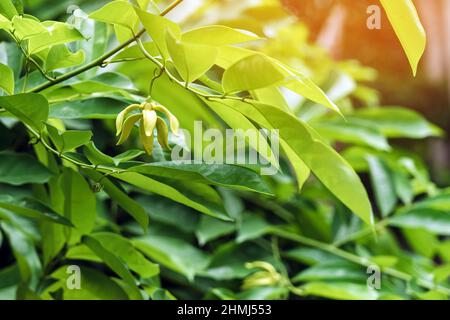 Klettern Ylang Ylang Blume oder Klettern lang-lang und ilang-ilang ist ein Strauch in Thailand gefunden. Seine Blumen sind bekannt für seinen exotischen Duft Stockfoto