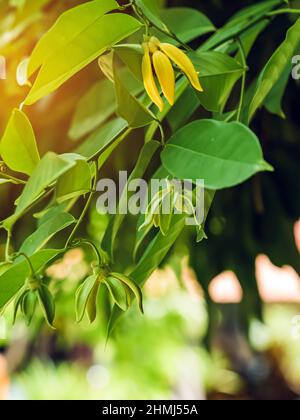 Klettern Ylang Ylang Blume oder Klettern lang-lang und ilang-ilang ist ein Strauch in Thailand gefunden. Seine Blumen sind bekannt für seinen exotischen Duft Stockfoto