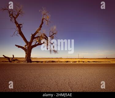 In der Landschaft von Tornillo, Texas, südöstlich von El Paso, ragt ein eineinziger Baum heraus. Stockfoto