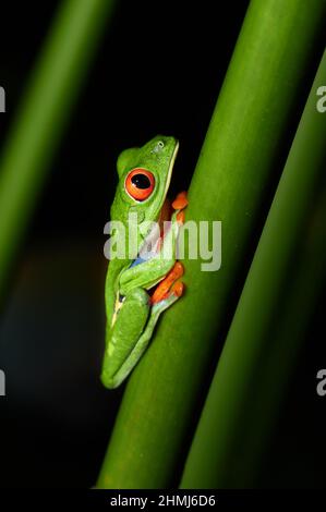 Rotäugiger Baumfrosch oder Agalychnis callidyas, Maquenque Eco Lodge, Costa Rica, Mittelamerika Stockfoto