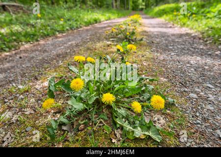 Blühende Elandelion-Pflanzen im Frühling auf dem Median einer Waldstraße Stockfoto