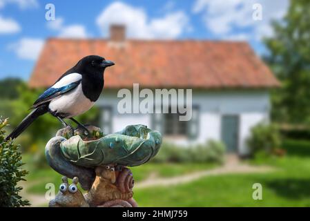 Eurasische Elster / gemeine Elster (Pica pica) auf Vogelbad thront / Kunststoff-Garten Ornament des Hauses in der Landschaft Stockfoto