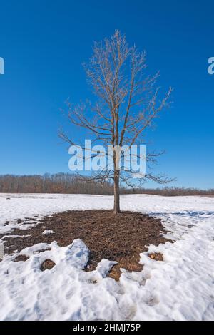 Lone Tree in the Retreating Snow im Crab Tree Nature Preserve in Illinois Stockfoto