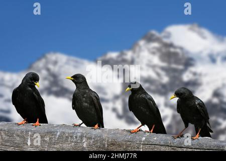 Alpine Chughs / Yellow-Billed Chough (Pyrrhocorax graculus) Schar thront auf einem Holzzaun vor dem Berg Gran Paradiso, Graian Alps, Italien Stockfoto