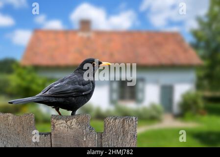 Amsel (Turdus merula) Männchen auf alten Holzzaun im Garten des Hauses auf dem Land thront Stockfoto