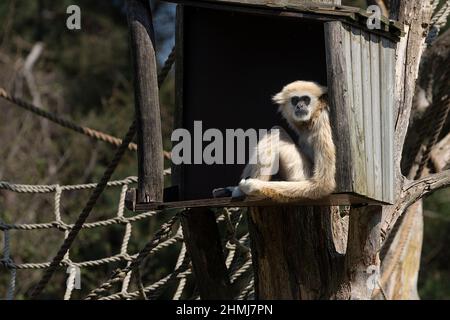 Ein blonder Gibbon, Hylobates lar, sitzt in einem Schutzhaus im Kletterbereich in einem Zoo Stockfoto