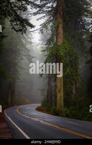 Nebel in den Redwood-Bäumen des Del Norte Coast Redwoods State Park an der US Route 101, auch Redwood Highway genannt, im Norden Kaliforniens. Stockfoto