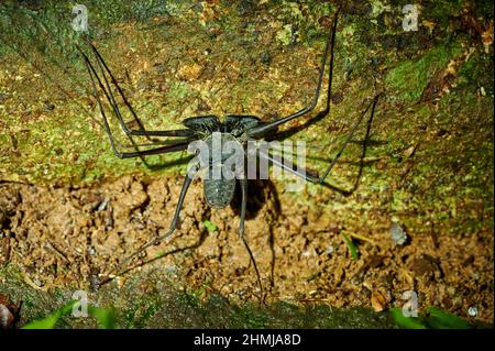 Amblypygi, Peitschenspinnen oder schwanzlose Peitschensorpione, Uvita, Costa Rica, Mittelamerika Stockfoto