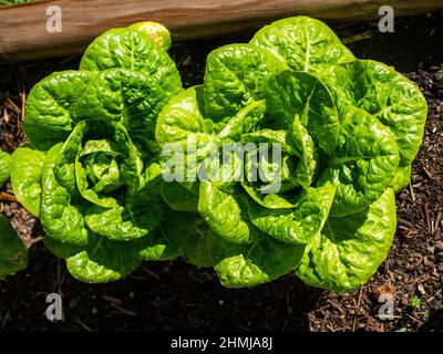 Salat aus biologischem Anbau im Küchengarten Stockfoto