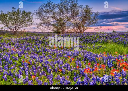 Texas Bluebonnets in Hill Country Texas Stockfoto