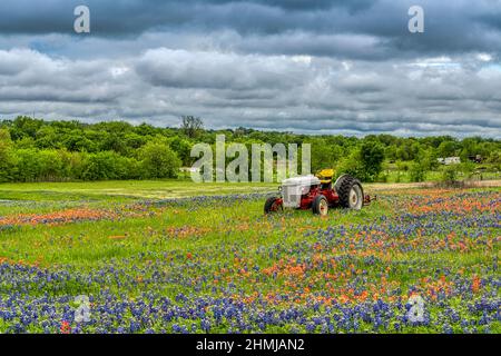 Texas Bluebonnets in Hill Country Texas Stockfoto