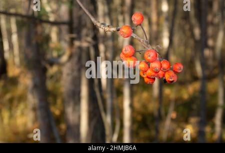 Haufen Bergasche vor dem Hintergrund des Herbstwaldes. Rowan Beeren im Wald Stockfoto