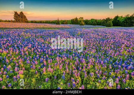 Texas Bluebonnets in Hill Country Texas Stockfoto