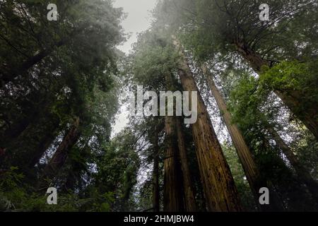 Blick auf die riesigen Redwood-Bäume des Del Norte Coast Redwoods State Park auf der US Route 101, auch Redwood Highway genannt, im Norden von Califor Stockfoto