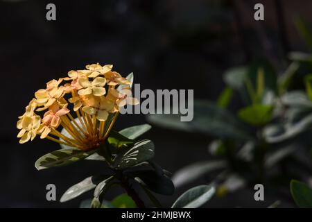 Mini-Ixora. Kugelförmige gelbe Blumen umgeben von dunkelgrünen Blättern und dem Hintergrund der Hauswand. Ixora coccinea in natürlicher Lichtumgebung. Auch bekannt als Stockfoto