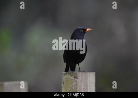 Nahaufnahme Porträt eines männlichen Amsel (Turdus merula), der nach rechts von der Aufnahme mit Copy Space Around Bird schaut, aufgenommen im Januar in England, Großbritannien Stockfoto