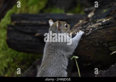 Nahaufnahme von Kopf und Oberkörper eines Eastern Grey Squirrels (Sciurus carolinensis), der im Winter über die Oberseite eines verfallenen Baumstammes in Großbritannien späht Stockfoto