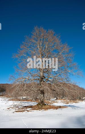 Einsame Buche (Fagus sylvatica) im Winter, Regionalpark Simbruini Mountains, Latium, Italien Stockfoto