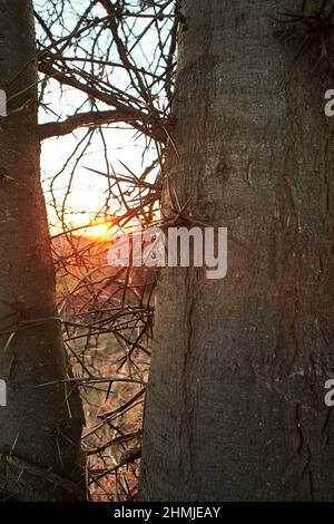 Dorniger Stamm von Akazienbaum, der in der Natur aus nächster Nähe mit Schnee bedeckt ist Stockfoto