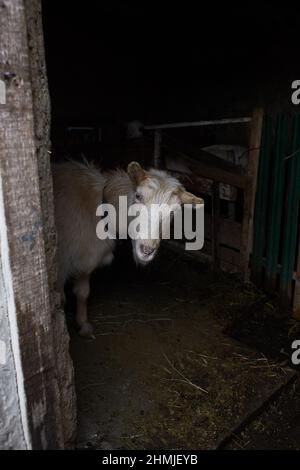 Braune Ziege in der Nähe der Corral. Ziege auf dem Hof. Stockfoto