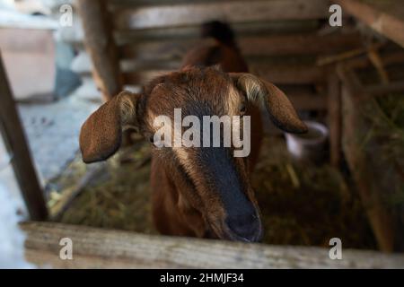 Braune Ziege in der Nähe der Corral. Ziege auf dem Hof. Stockfoto