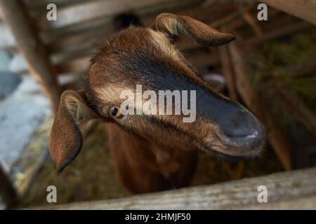 Braune Ziege in der Nähe der Corral. Ziege auf dem Hof. Stockfoto