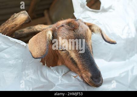 Braune Ziege in der Nähe der Corral. Ziege auf dem Hof. Stockfoto