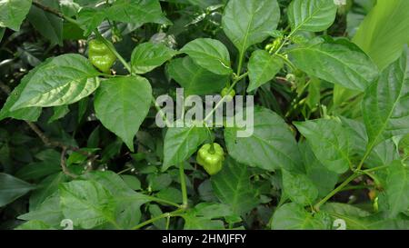 Ein Naga Morich Zweig mit wachsenden Hülsen und Blumen im heimischen Garten Stockfoto