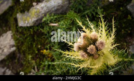 Ein winzigste Thistle an der Seite einer Felswand Stockfoto