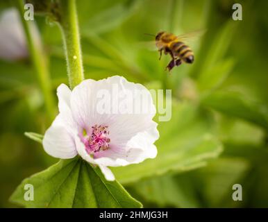 Eine Biene nähert sich einer Blume auf der Suche nach Nahrung Stockfoto