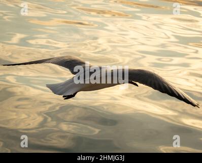 Eine Möwe im Tiefflug über ruhigem Wasser, beleuchtet von der untergehenden Sonne Stockfoto