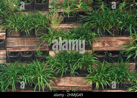Hintergrund - Elemente der vertikalen Gartenarbeit, lebende Wand Stockfoto
