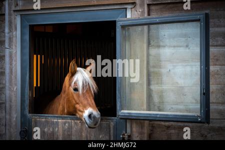 Pferd mit weißer Mähne, die aus dem offenen Fenster der Stalltür schauen Stockfoto