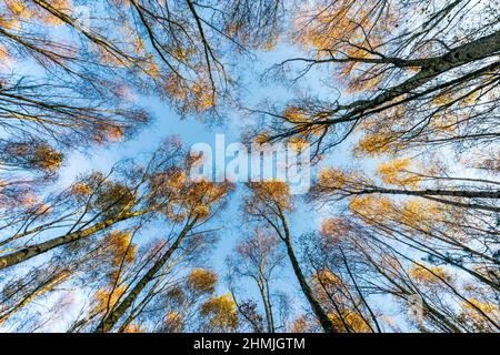 Blick in den niedrigen Winkel auf Silberbirkenbäume, die im Herbst in einem Wald in der Nähe von Canterbury, England, in Richtung Himmel wachsen, mit einem klaren blauen Himmel. Stockfoto