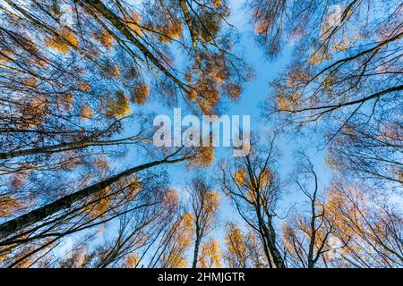 Blick in den niedrigen Winkel auf Silberbirkenbäume, die im Herbst in einem Wald in der Nähe von Canterbury, England, in Richtung Himmel wachsen, mit einem klaren blauen Himmel. Stockfoto