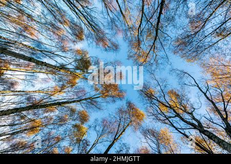 Blick in den niedrigen Winkel auf Silberbirkenbäume, die im Herbst in einem Wald in der Nähe von Canterbury, England, in Richtung Himmel wachsen, mit einem klaren blauen Himmel. Stockfoto