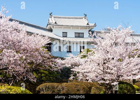 Die weiße Ecke Watari yagura, (Turm), mit zwei Kirschblüten Bäume vor Himeji Castle in Japan während des Frühlings. Blauer, klarer Himmel. Stockfoto