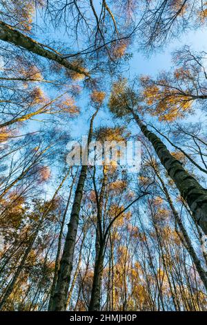 Blick in den niedrigen Winkel auf Silberbirkenbäume, die im Herbst in einem Wald in der Nähe von Canterbury, England, in Richtung Himmel wachsen, mit einem klaren blauen Himmel. Stockfoto