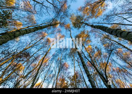 Blick in den niedrigen Winkel auf Silberbirkenbäume, die im Herbst in einem Wald in der Nähe von Canterbury, England, in Richtung Himmel wachsen, mit einem klaren blauen Himmel. Stockfoto