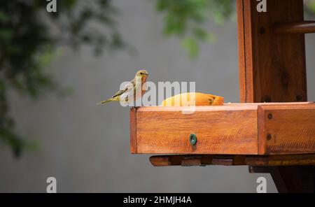 Canarinhos (Sicalis flaveola) Stockfoto