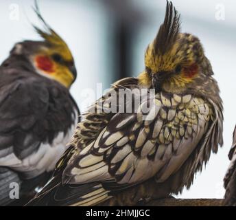 Der gelb-graue Papageienschakabel sitzt auf einem Ast. Schöne Farben. Stockfoto