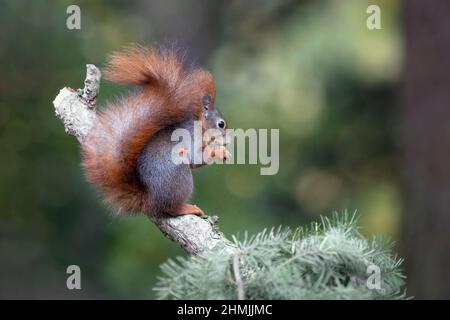 Ein Eichhörnchen im Park springt auf die Äste und sucht nach Nahrung. Stockfoto