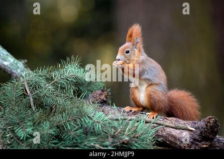 Ein Eichhörnchen im Park springt auf die Äste und sucht nach Nahrung. Stockfoto