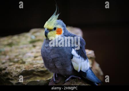 Der gelb-graue Papageienschakabel sitzt auf einem Felsen. Schöne Farben. Stockfoto