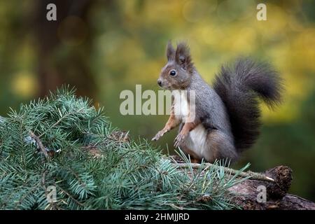 Ein Eichhörnchen im Park springt auf die Äste und sucht nach Nahrung. Stockfoto